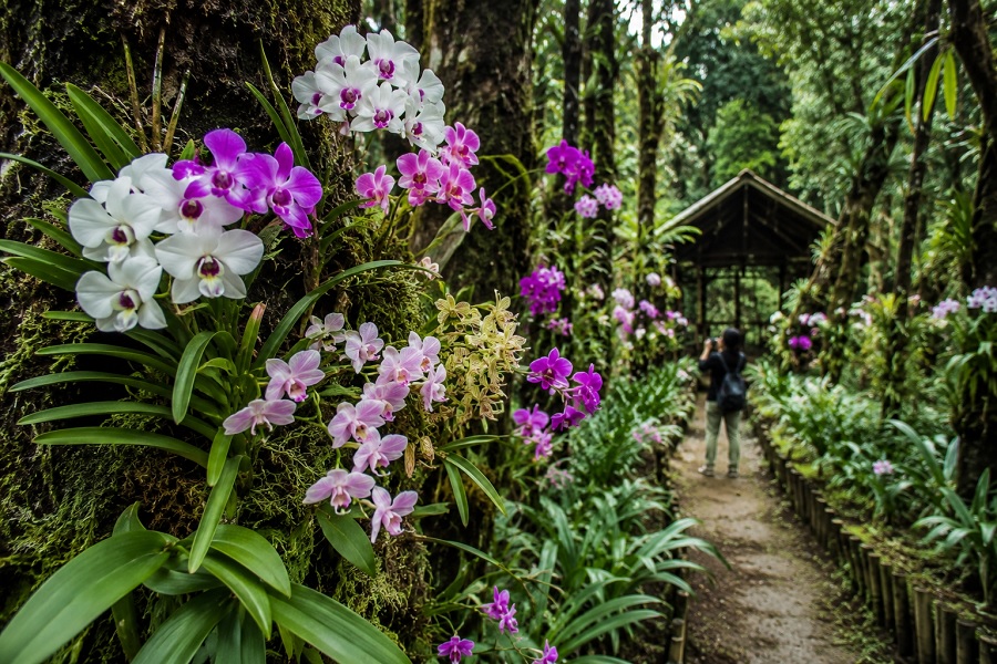 Orchid Tourism in Northeast India: Discovering Rare Flowers and Natural Heritage 